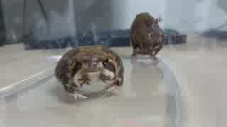 アメフクラガエル　ぶれっぶれ