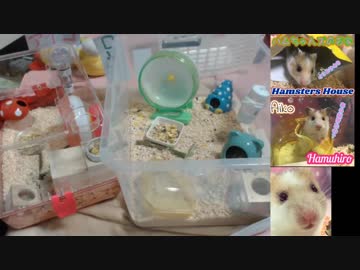 野田草履のハムスターが二代目と言われている理由