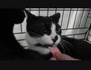 【Jean & Pont 806】初めての譲渡会 保護猫兄弟はどうなった?