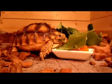 ケヅメリクガメ｡ある日の沙原さん⑦ カメハウスに侵入者が！