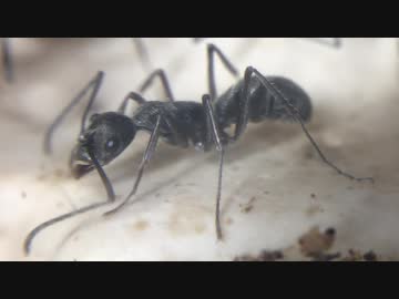 蟻戦争＃189 マクロレンズで知るアリの意外な顔！編