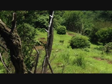 【民族音楽風インスト】裏庭の小さな森【オリジナル】