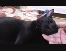 【Jean & Pont 808】譲渡会でビビっていた保護猫兄弟のフルパワー