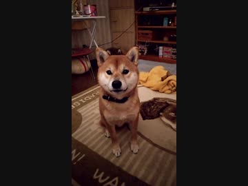 うちの、遊びを懇願する柴犬くん