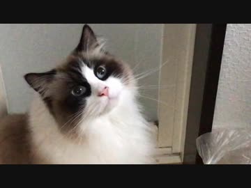 くるくる回る長針に猫タッチ！