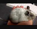 【デグー】魔女の宅急便とルーちゃん【Degu】