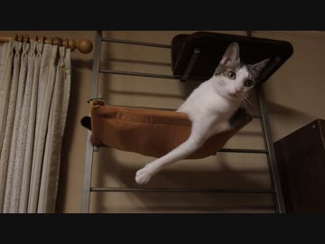 猫が箱乗り