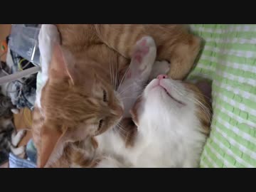 死んだカエルのようにひっくりかえって寝る子猫がかわいい