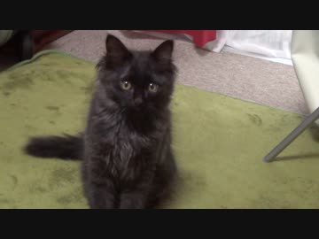 【 子猫 】子猫の全身はバネで出来ている　その36