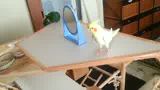 【オカメインコ】今年も かわらず りりぃ歌ヾ(*´∀｀*)ﾉ♪