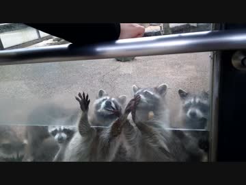 アライグマの餌やり体験