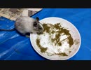【デグー】怪しい粉末を頑張って手に入れようとするルーちゃん【Degu】