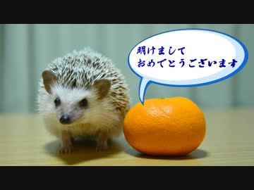 ハリ活.vol 25 ~もち子の謹賀新年~