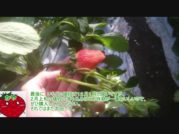 本気農業　「いちご」つくって400万稼ぐ　その8 ゆっくり解説