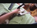他の猫に嫉妬して甘えん坊になる子猫