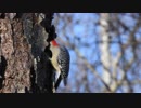 Red-Bellied Woodpecker　臼井宥文