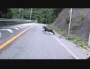 「けもの　編」サイドカーから見える景色⑤