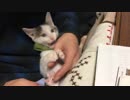 荒ぶる子猫を一瞬でおとなしくさせるお父さんのワザ