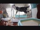 【Jean & Pont 813】だんだんわんぱくになってゆく保護猫兄弟