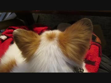 飼い主の膝の上が大好きなワンコ（パピヨン）