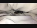 布団をめくるとそこには………