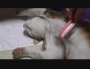 無抵抗でお腹をスタイリングされちゃう猫
