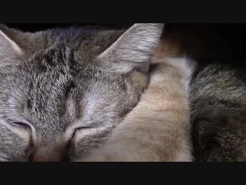 拾いねこ＠生後2012/1979日目　動かないアコツキ。