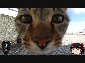 【ゆっくり実況？】ゆっくりまったり魚釣り【Vol.6】