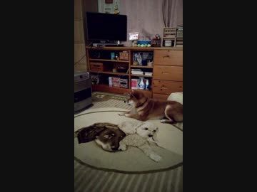 うちの、ファンヒーターが不思議な柴犬くん