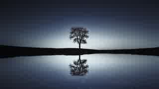 Reflection Of Tree At Night　臼井宥文