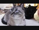 【Jean & Pont 815】次は保護猫兄弟の母と仲良くなる番です