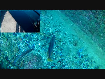 漁港の岸壁に水中カメラ付き仕掛けを沈めてみた