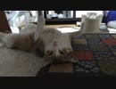 野生を忘れた半野良猫