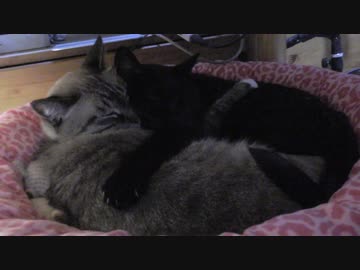 【Jean &amp; Pont 816】ポンちゃん3歳の誕生日祝いをおすそ分け