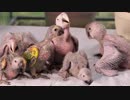 Baby Birds　岩根和樹
