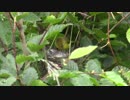 Bird Feeding Hatchlings　岩根和樹