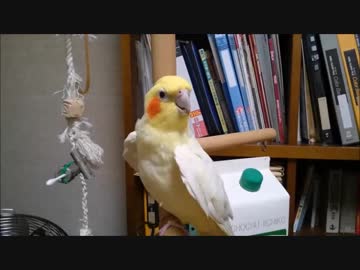 鳥カゴのプラケース化