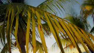 Palms at Sunset　武井雅人