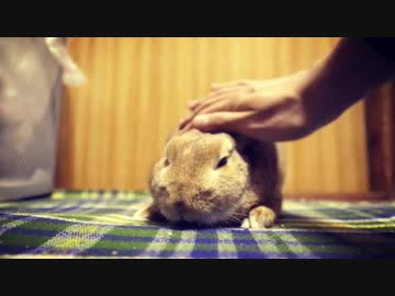 うさぎを愛でる