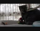 【Jean & Pont 818】保護猫兄弟の母あんずちゃんに伝説のブラシを試す