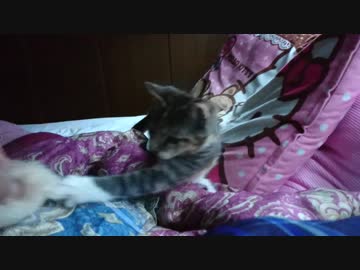 毛玉と毛玉と毛玉