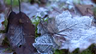 Frozen Leaves Tracking@グローバルライフ株式会社