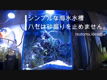 シンプルな海水水槽　「ハゼは砂堀りを止めません」