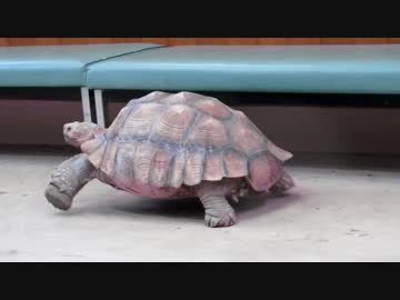 ( ﾟдﾟ)！？(東武動物公園)