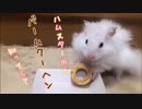 ハムスター用 バームクーヘンって知ってる？？