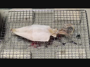 剣先するめ【長火鉢とおっさん55】