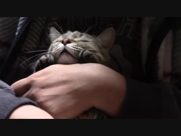 拾いねこ＠生後2015/1982日目　再び吹雪く。