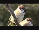 大阪城のスズメもふもふ