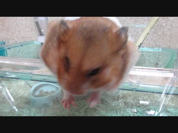 でんすけが家に来て1年経ちました。