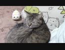 拾いねこ＠生後2016/1983日目　突然のぴーどうかお許しいただきたい。